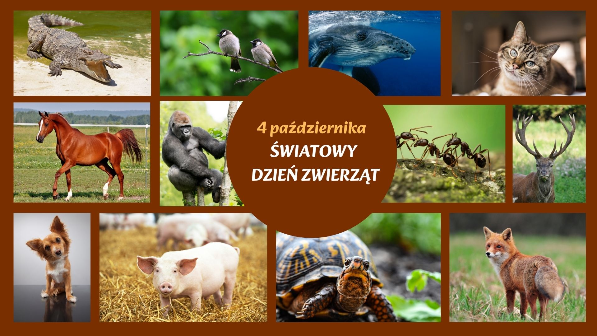 4 października – Światowy Dzień Zwierząt